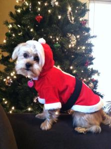 christmasdoggie