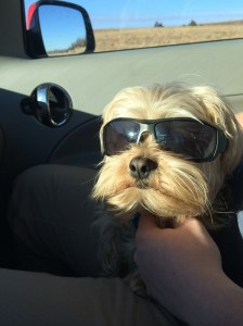 Mac loves traveling :)